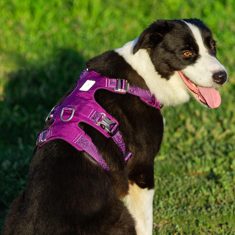 Escape Proof Dog Harness Double-H Waterproof