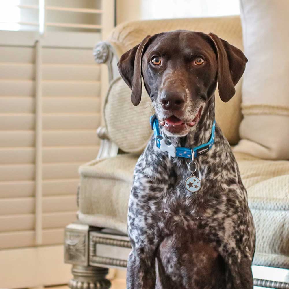 Dog Collar Star Turquoise