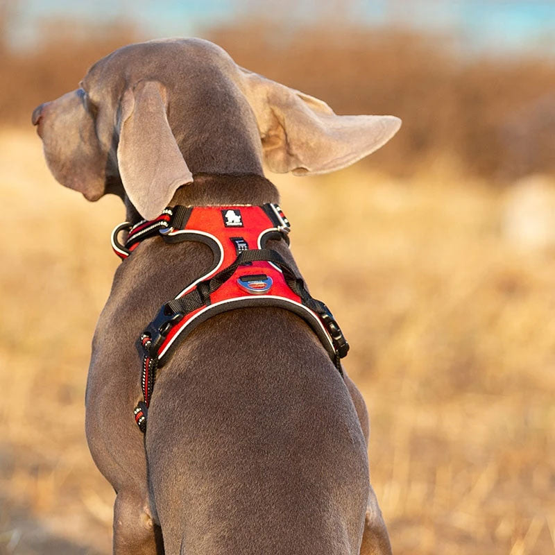 Adventurer No Pull Dog Harness Extra Durable